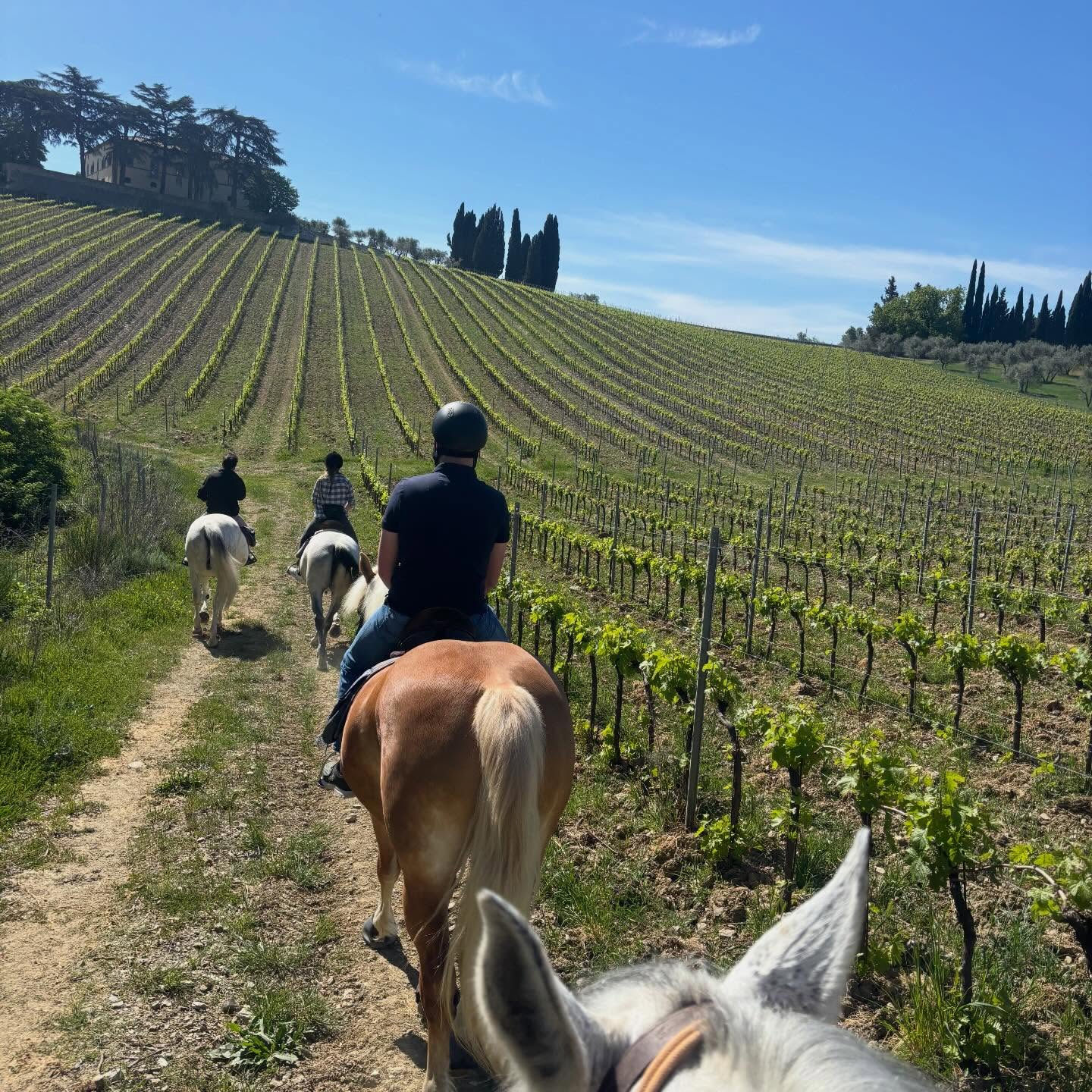 A cavallo nel Chianti: tra vigneti, cavalli e degustazione di vini