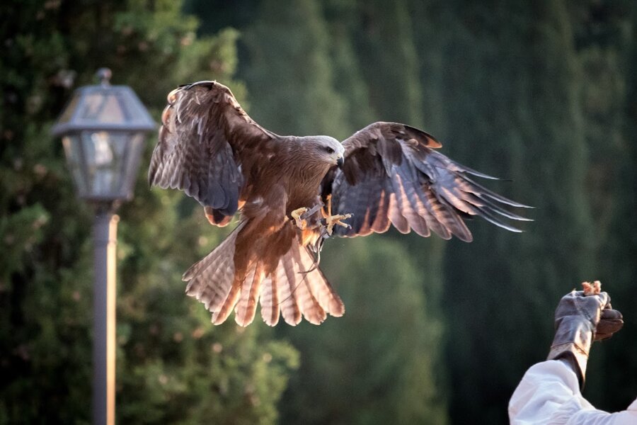Vino e Falconeria