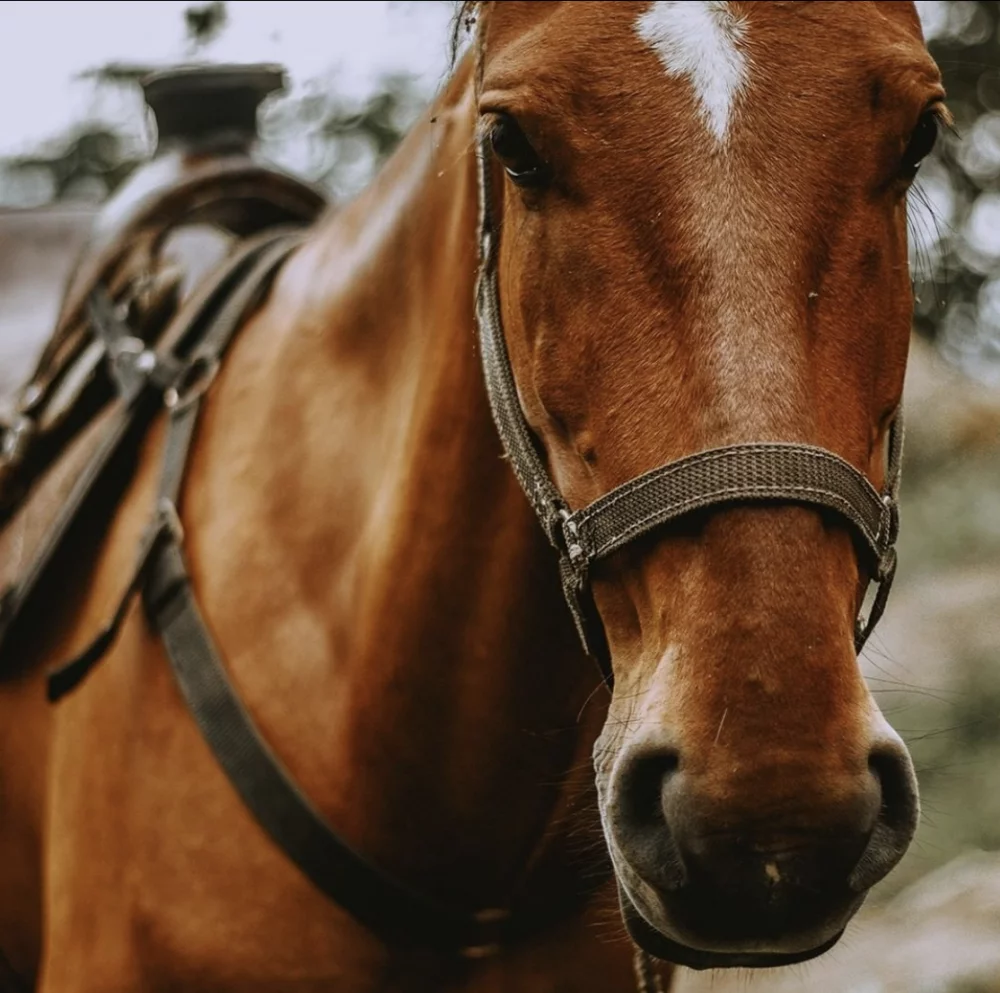 A cavallo nel Chianti al tramonto – Un’esperienza autentica nel cuore della Toscana